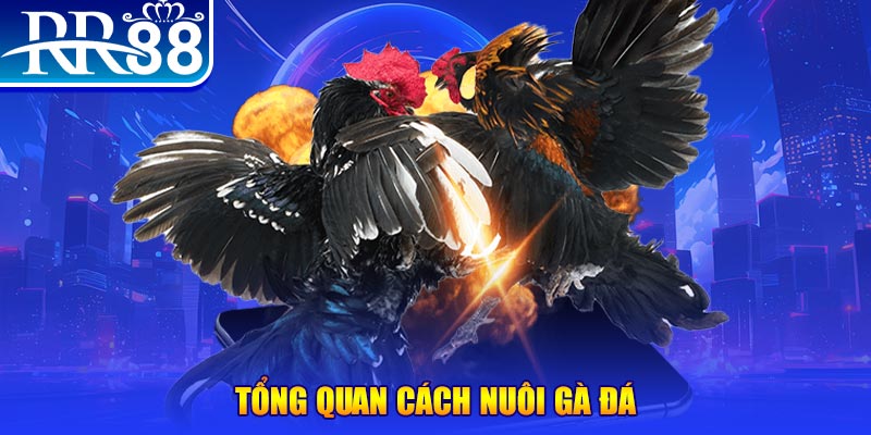 90phut VA Điện Tử