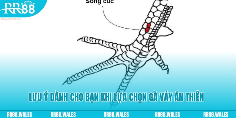 90phut xổ số đồng nai