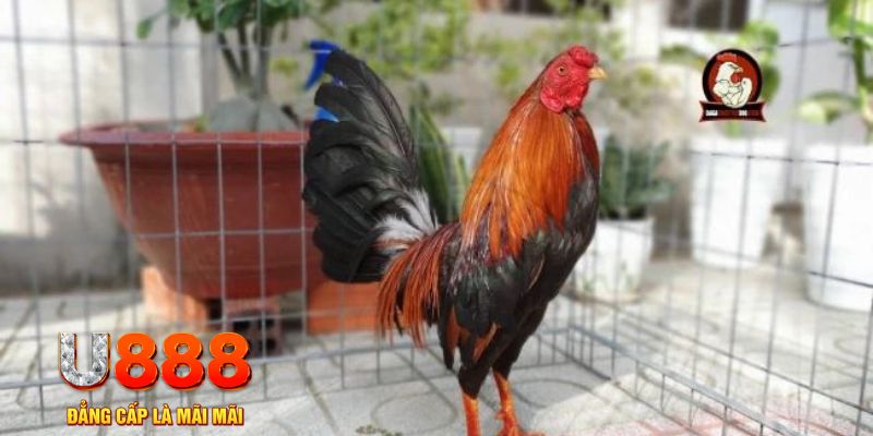 90phut casino máy tính